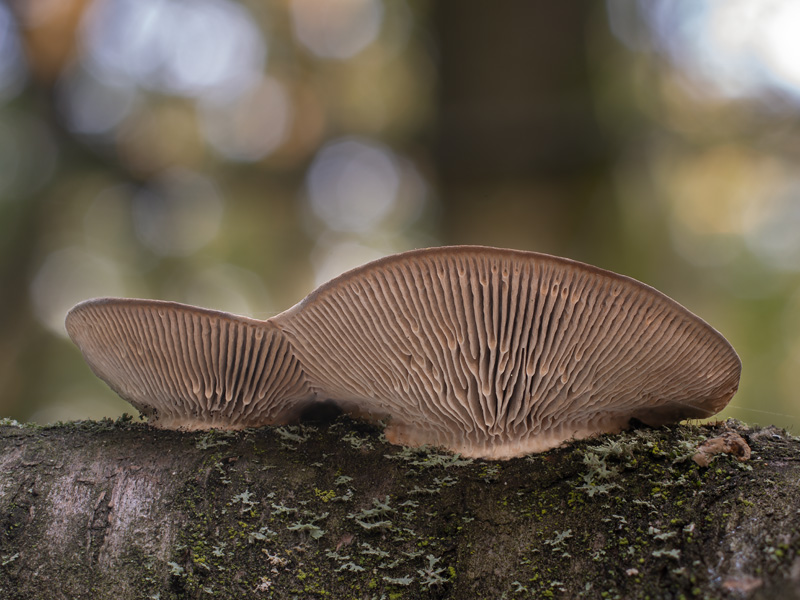 Daedaleopsis tricolor